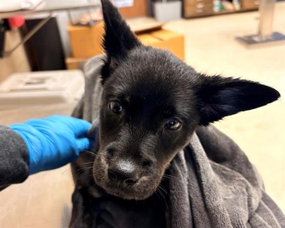 A425070 - Labrador Retriever available for adoption