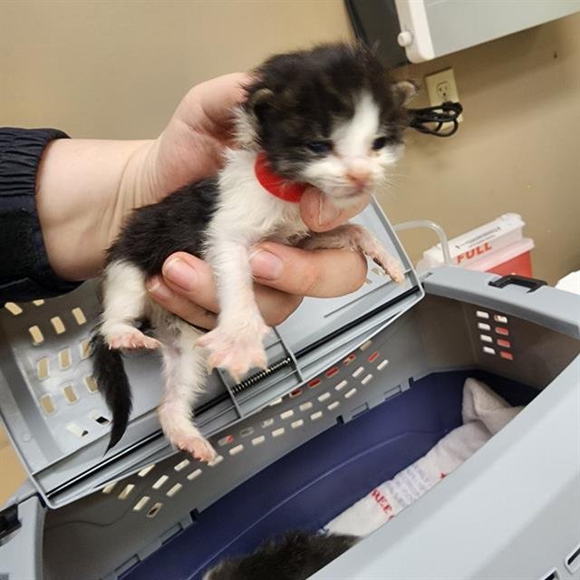 ROWDY - Domestic Short Hair available for adoption