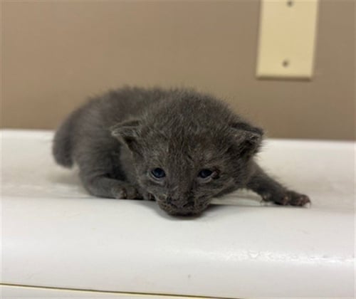 WIGGLES - Domestic Short Hair available for adoption