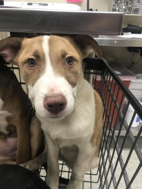 HAVEN - Labrador Retriever available for adoption