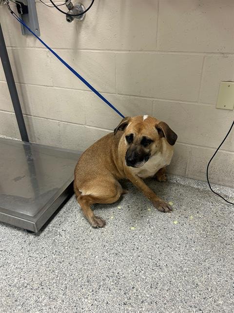 CILLA - Black Mouth Cur available for adoption