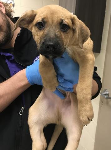 A424826 - German Shepherd Dog available for adoption