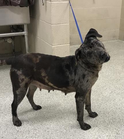 OLIVIA - American Pit Bull Terrier available for adoption