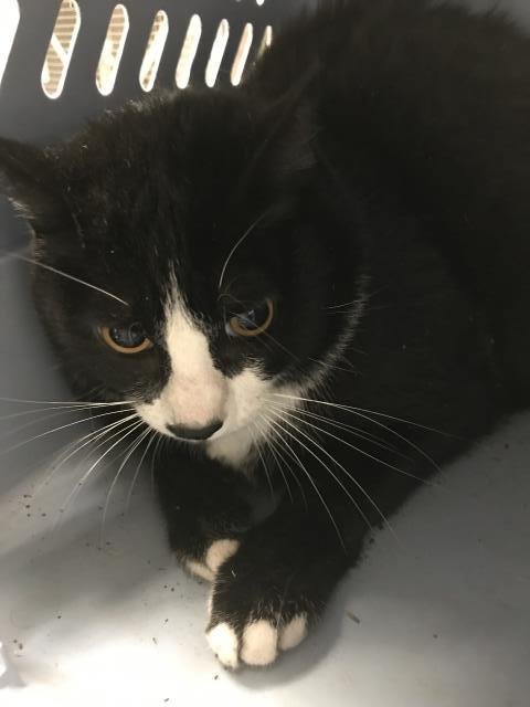 FLOWER - Domestic Short Hair available for adoption