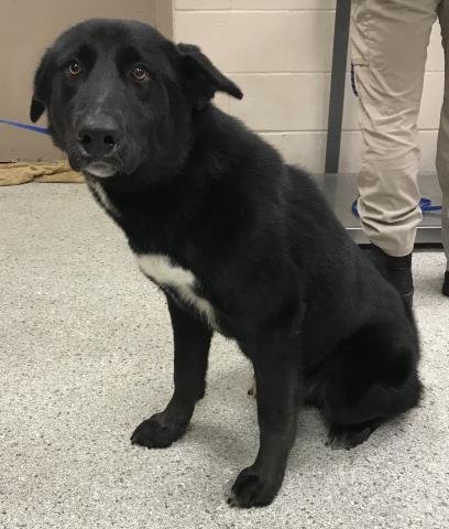 BEAR - Labrador Retriever available for adoption