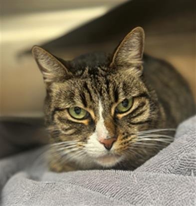 PHOEBE - Domestic Short Hair available for adoption