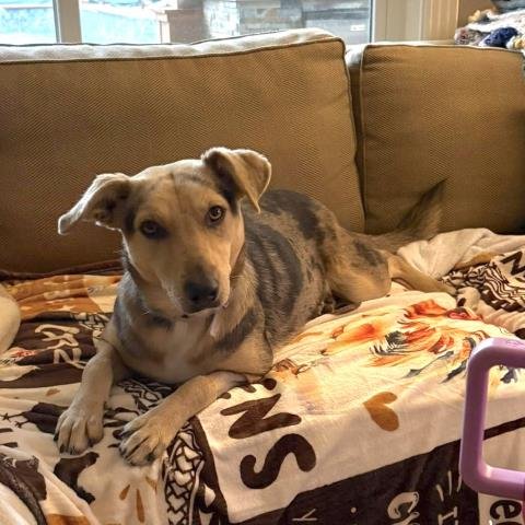 LAYLA - Labrador Retriever available for adoption