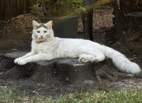 MULLET - Maine Coon available for adoption