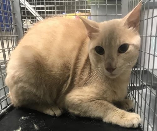 RANDY - Domestic Short Hair available for adoption