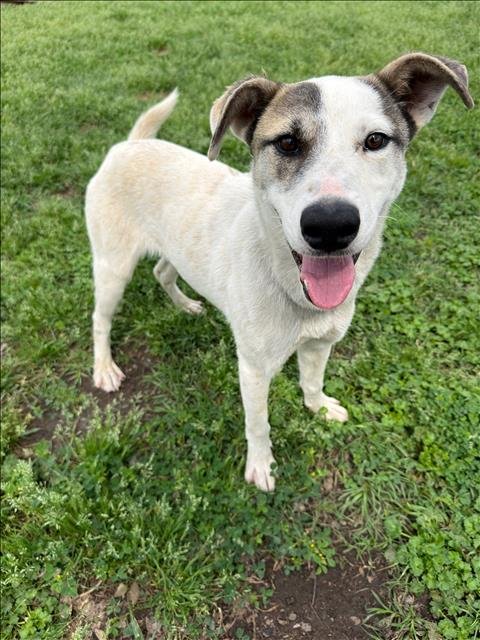 RUDY - Australian Cattle Dog/Blue Heeler available for adoption