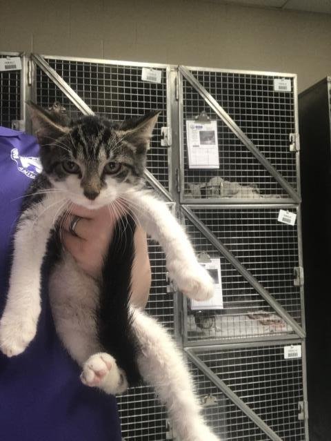 LIAM - Domestic Short Hair available for adoption