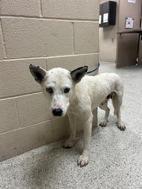 ELIZA - Siberian Husky available for adoption