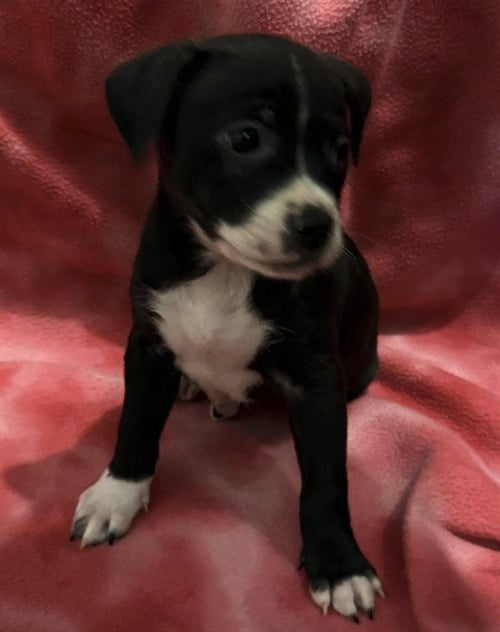 A429358 - Pit Bull Terrier / Chihuahua available for adoption