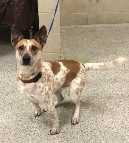 FRANCO - Australian Cattle Dog/Blue Heeler available for adoption