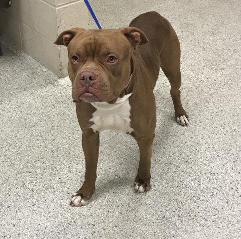 RUBBLE - Pit Bull Terrier available for adoption