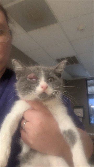 RUE - Domestic Short Hair available for adoption