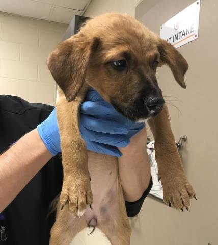 A424829 - German Shepherd Dog available for adoption