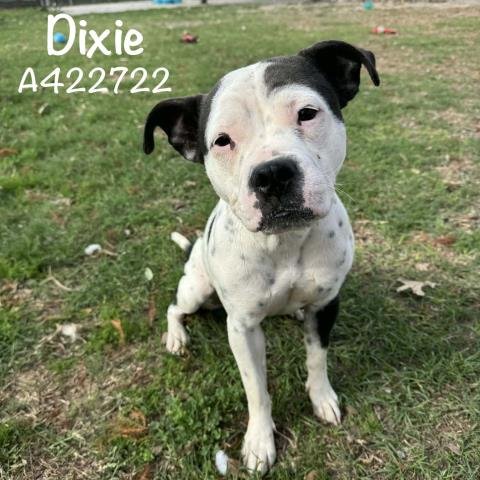 DIXIE - American Bulldog available for adoption