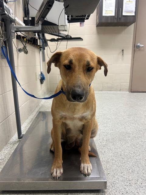 SUNSHINE - Labrador Retriever available for adoption