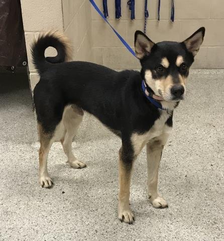 BOWZER - German Shepherd Dog available for adoption