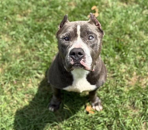DUKE - Pit Bull Terrier available for adoption