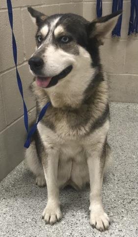 ESTELLE - Siberian Husky available for adoption
