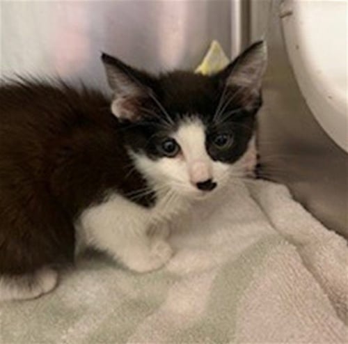 SAGE - Domestic Short Hair available for adoption