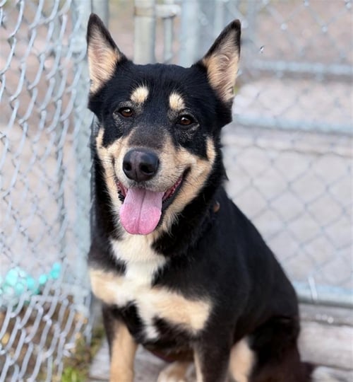 MOOSE - Labrador Retriever available for adoption