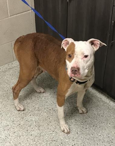 KIT - Pit Bull Terrier available for adoption