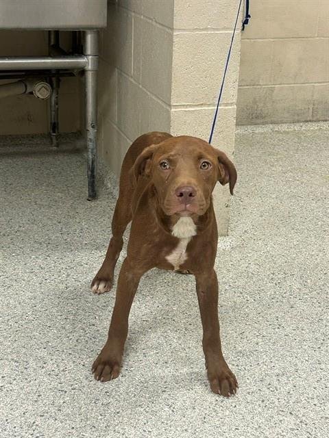 A429785 - Labrador Retriever available for adoption