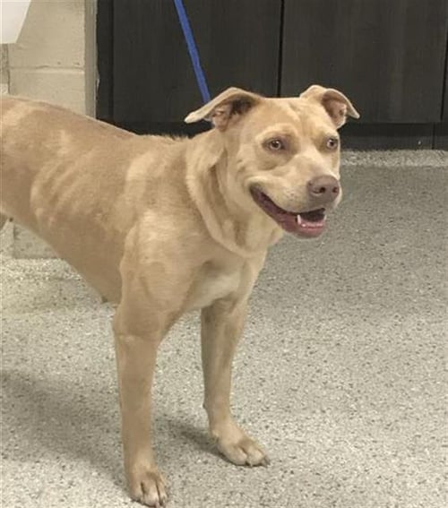 LAYAH - Pit Bull Terrier available for adoption