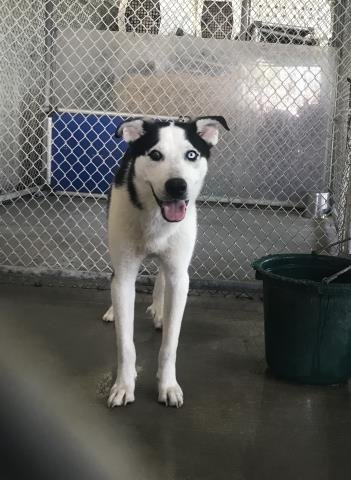 SINCLAIR - Siberian Husky available for adoption