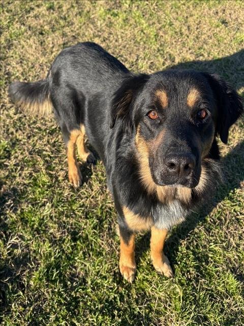 LEGO - German Shepherd Dog / Labrador Retriever available for adoption