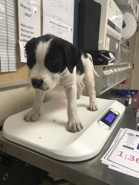 ZUKO - Giant Schnauzer / Pointer available for adoption