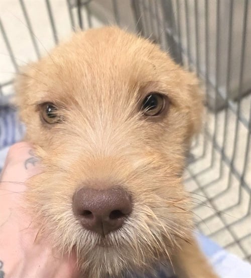MOUSSE - German Shepherd Dog available for adoption