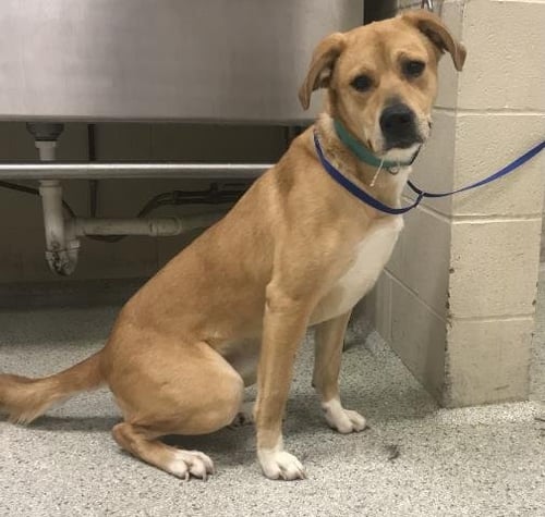 PEACH - Labrador Retriever available for adoption