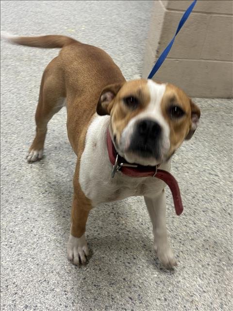 CLEMENTINE - Pit Bull Terrier available for adoption