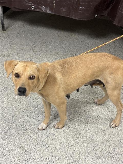 GOLDIE - Labrador Retriever available for adoption