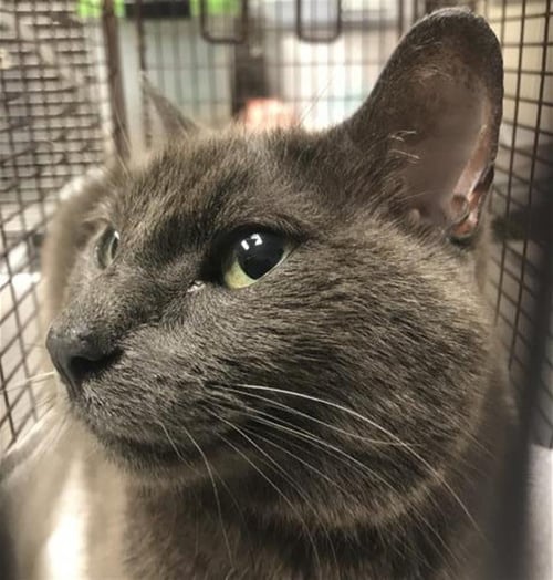 A427540 - Domestic Short Hair available for adoption