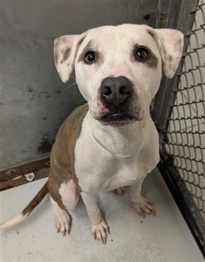 ROBERT - Boxer available for adoption