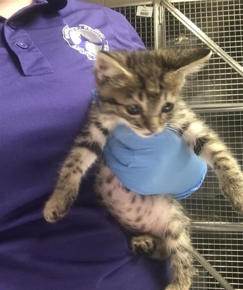 WINSTON - Domestic Short Hair available for adoption