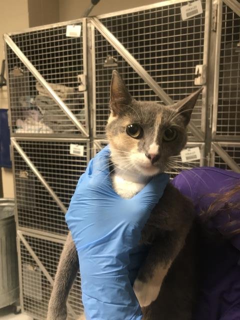 A429879 - Domestic Short Hair available for adoption