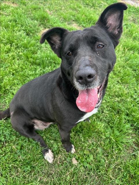 JANEY - Labrador Retriever available for adoption