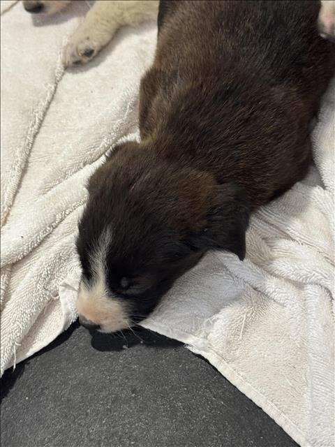 A427772 - Border Collie available for adoption