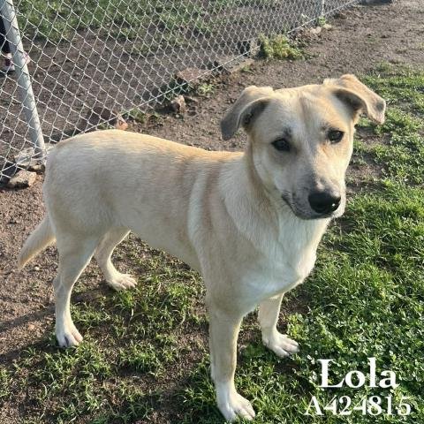 LOLA - Labrador Retriever available for adoption