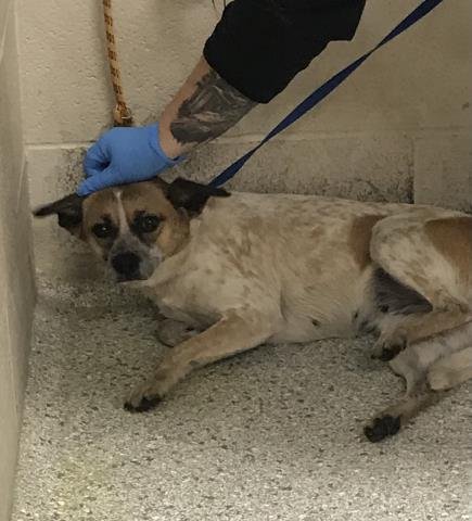 LILAC - Chihuahua / Australian Cattle Dog/Blue Heeler available for adoption