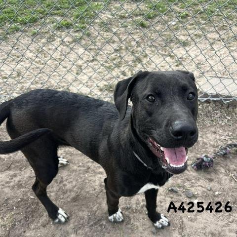 THEO - American Pit Bull Terrier available for adoption
