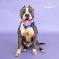 D.J. - Photo 1