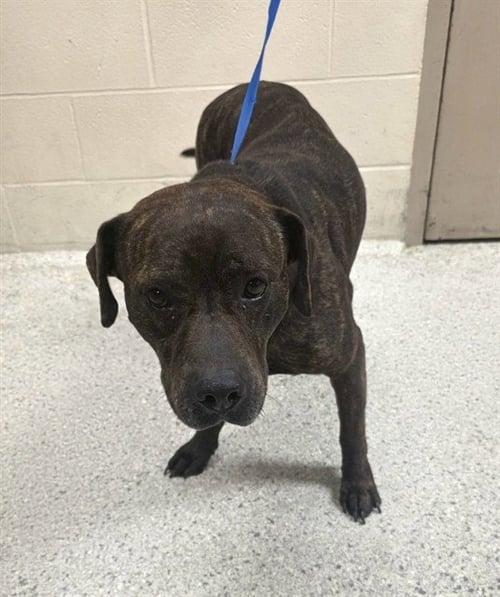BRYNLEY - Pit Bull Terrier available for adoption