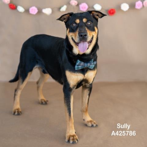 SULLY - Rottweiler / German Shepherd Dog available for adoption